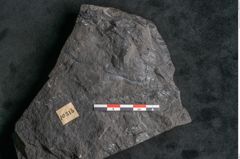 Foto (Detailansicht) von Thinnfeldia gracilis Ettingshausen (NHMW-GEO-2024-0188-10315)
